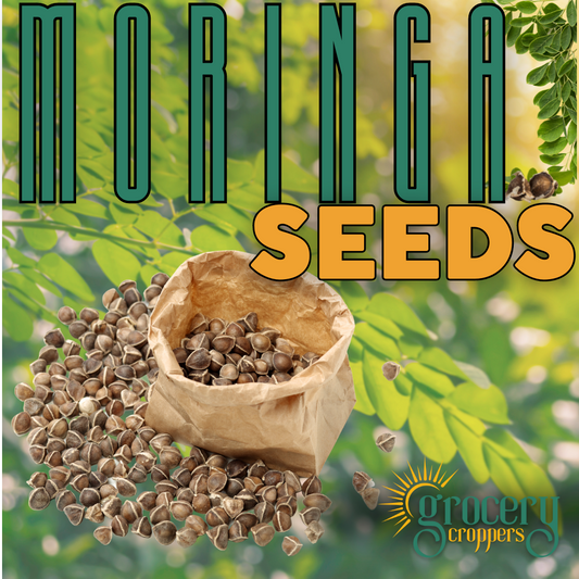 Moringa Oleifera seeds